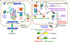 Check spelling or type a new query. Frontiers Control Of Mrna Splicing By Intragenic Rna Activators Of Stress Signaling Potential Implications For Human Disease Genetics