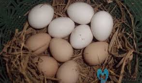 Duluan mana telur atau ayam, bahkan bisa membawa dunia. Cara Budidaya Ayam Hutan Hijau Terbaru Dan Trik Merawat Trikmerawat Com