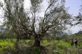 Check spelling or type a new query. Pruning Olive Trees Is A Balance Of Art Lore And Science Taiwan News 2018 05 01 20 38 03
