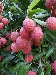Alibaba.com offers 1,131 nurseries fruit trees products. Delicious Lychee Fruit Tree Litchi Chinensis Kens Nursery
