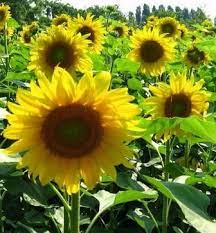 Jual bunga matahari besar kota surabaya seedstore tokopedia. 8 Cara Budidaya Bunga Matahari Agar Bunganya Besar