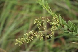 Image result for Helixanthera woodii