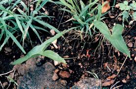 Image result for Stylochaeton