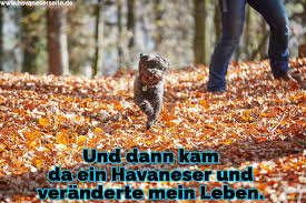 Havaneser Zitate Und Spruche Havaneserseite De