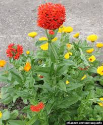 Image result for Lychnis chalcedonica `Dusky Salmon`