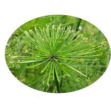 Image result for Cyperus prolifer