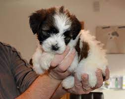This dog is brave, intelligent, noble, and loyal to its handler. Tibetan Terrier Info Temperament Puppies Pictures