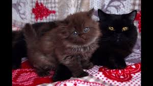 Its broad, deep chest and its muscular back give it a stately stance. British Longhair Vs British Shorthair Youtube