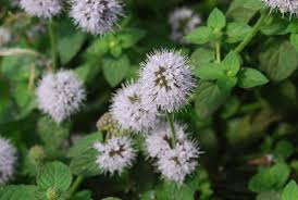 Image result for Mentha aquatica