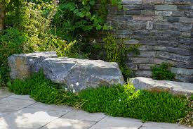 Image result for Falkia oblonga