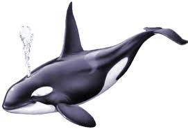 Top Killer Whale Gif Stickers For Android Ios Gfycat Are you searching for killer whale png images or vector? top killer whale gif stickers for