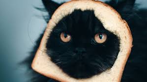 Image result for lolcats