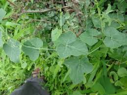 Image result for Corallocarpus triangularis