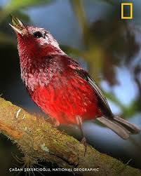 Instagram Da National Geographic Turkiye Pembe Basli Otlegen Yakaladigi Cekirgeyi Keyifle Mideye Indiriyor Soyu Tukenmekte Olan Bu Muhte In 2020 Animals Birds Bird