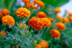 Image result for Tagetes erecta