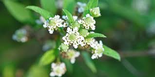 Image result for Lippia woodii