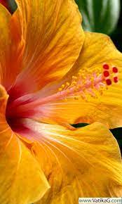 Download Hibiscus Hd Live Wallpapers Android Live Wallpapers For Mobile Hd Phone Wallpapers Android Wallpaper Phone Art