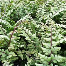 Image result for Athyrium annae