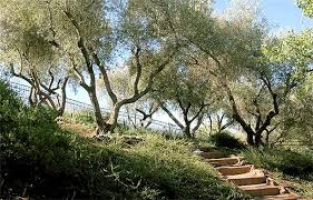 Maybe you would like to learn more about one of these? Fruitless Olive Trees Ideal For California Landscaping Landscaping Network