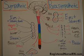 Sympathetic Vs Parasympathetic Nervous System Includes