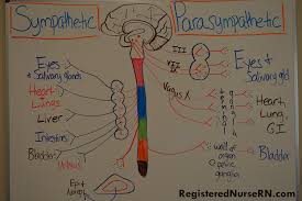 sympathetic vs parasympathetic nervous system includes