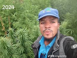 What Hemp seed varieties are best for a short growing season.