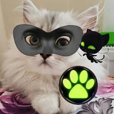 Kedi Super Kahraman Kedi
