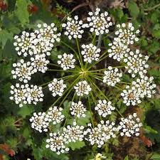 Image result for Pimpinella