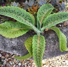 Image result for Kalanchoe gastonis-bonnieri