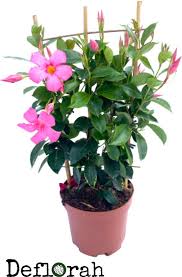 Bol Com Dipladenia 17cm Pot 60 70 Hoog Mandevilla Roze 1st