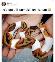 Very Nice Looking Snake Trenduso Snake Pumpkin Halloween Cute Adorable Awesome Meme Memes Animal A Cute Reptiles Cute Little Animals Cute Animals