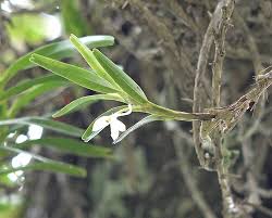 Image result for Jumellea usambarensis