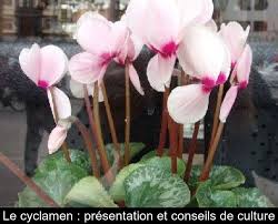 À la fois plante d'extérieur et d'intérieur, le cyclamen a tout pour plaire. Le Cyclamen Presentation Et Conseils De Culture
