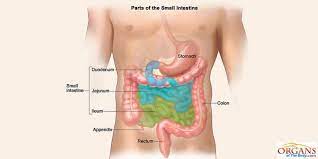 Small Intestine Function Location Parts Diseases Facts In 2021 Human Digestive System Large Bowel Disease