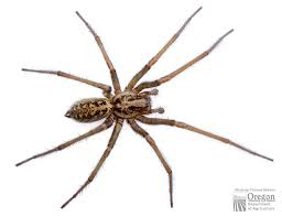 Giant House Spider Male Eratigena Atrica Oregon