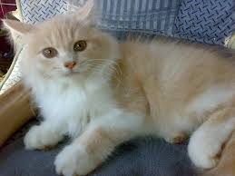 Check spelling or type a new query. Kucing Persia Makanan Jenis Dan Cara Perawatannya Binatang Peliharaan