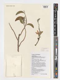 Image result for Ipomoea adenioides