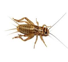 If you don't want spiders either, and really want to. House Cricket House Crickets Take 2 To 3 Months To Complete Their Life Cycle At 80 90 Bearded Dragon Diet Baby Bearded Dragon Bearded Dragon