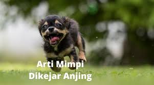 Arti mimpi melahirkan menurut ibnu sirin memiliki anak merupakan salah satu harapan terbesar sebagian wanita yang ingin menjadi ibu. 10 Arti Mimpi Dikejar Anjing Tanda Penyakit Sikalem