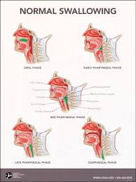 Image result for Swallowing