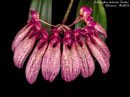 Image result for Bulbophyllum longiflorum