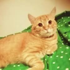 Uye Kedi Sarman