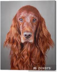 Rodziny z dziećmi, aktywni single i seniorzy, domy z podwórkami. Obraz Na Plotnie Czerwony Seter Irlandzki Pies Pixers Zyjemy By Zmieniac