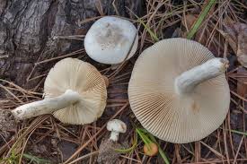 Image result for Russula perlactea