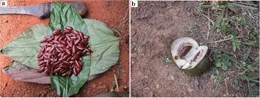 Image result for Klainedoxa gabonensis