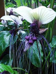 White Bat Flower Bat Plant Flower Seeds Plants
