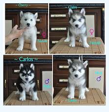 Akc registered siberian husky puppies for sale at affordable prices, not cheap. 14 Days To A Better Husky Puppies For Sale Dog Breed