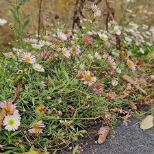 Image result for Erigeron karvinskianus