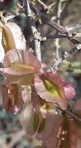 Image result for Phaeoptilum spinosum