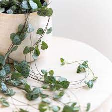 We did not find results for: How Do I Care For My String Of Hearts Plant Lazy Flora